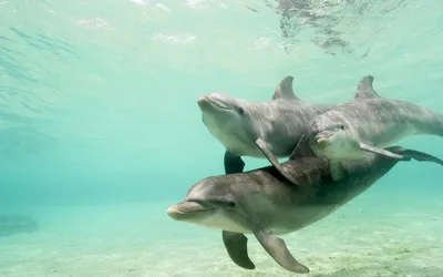 вид с закрытыми глазами на дельфина в воде, крупный план плавающего дельфина,  Hd фотография фото, вода фон картинки и Фото для бесплатной загрузки