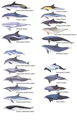 Морская прогулка к дельфинам