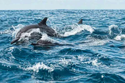 В Бразилии нашли новый вид дельфинов