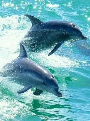 40 Интересных фактов о дельфинах