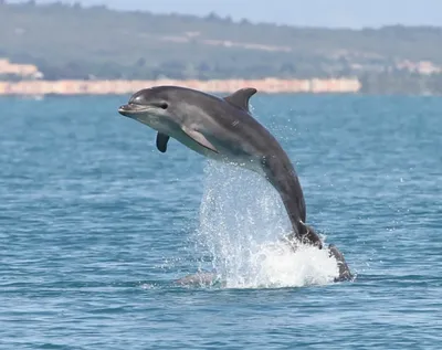 На Командорских островах обнаружили новый для этой акватории вид дельфинов  | Природа | Общество | Аргументы и Факты