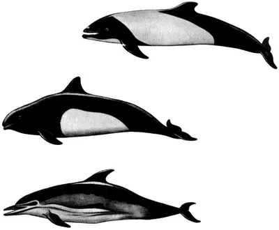 Объявлено о исчезновении последних речных дельфинов - Знаменательное событие
