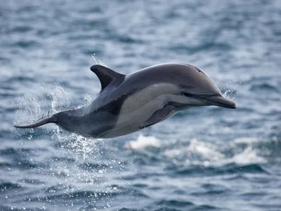 Посмотреть китов и дельфинов на Тенерифе. Морские прогулки, аренда и прокат  яхт