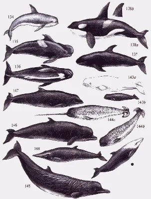 Животные рода китовидные дельфины - картинки и фото poknok.art