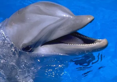 Дельфины: 40 удивительных фактов