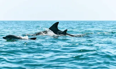 Дельфины | Удивительные животные | Дзен
