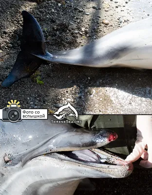 Увидеть дельфинов в Сочи - Прогулка к дельфинам ЦЕНА от 1200