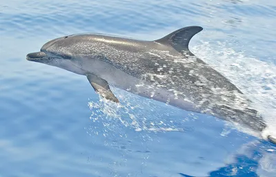 Ученые приступают к оценке состояния популяции черноморских дельфинов