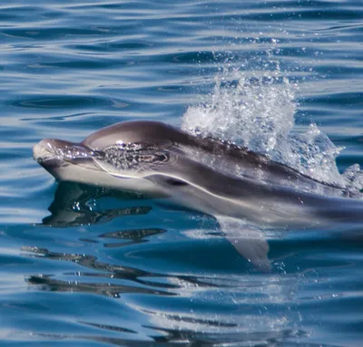 large_planet - Китайский речной дельфин #Baiji - это вымерший вид  пресноводных дельфинов, и считается, что это первый вид дельфинов,  доведенный до вымирания из-за воздействия человека. Китайский речной дельфин  был распространён в центрально-восточной