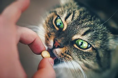 Глисты у котов: как определить и вылечить? | HOME FOOD