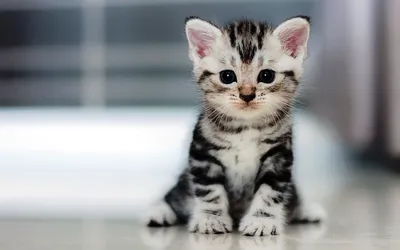 Чем опасны паразиты для кошки? - Ветеринарная клиника TerraVet