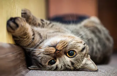 Купить Празител Суспензия от гельминтов для кошек и котят - доставка, цена  и наличие в интернет-магазине и аптеках Доктор Вет