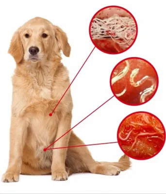 Демодекоз у собак - схема лечения, фото, симптомы и признаки заболевания