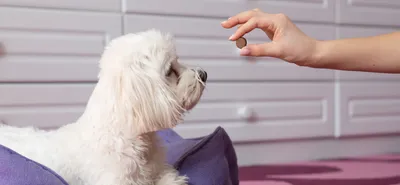 Подкожный Клещ у Собак - [Лечение, Симптомы, Фото]