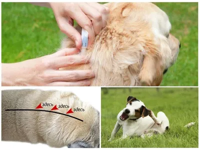 Ушной клещ у собак: как распознать, как лечить и как предотвратить