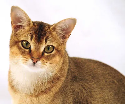 Полезная информация: Все породы кошек - Породы кошек - CATS-портал