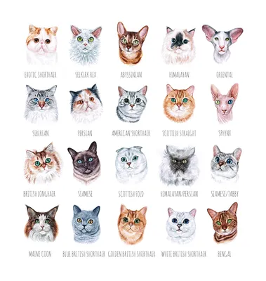 Вот несколько вариантов коротких заголовков: 1. \"Разноцветные коты: 7  редких окрасов\" 2. \"Мир котов: 6 видов и их особенности\" 3. \"Коты: друзья  или хищники?\" 4. \"7 пород котов с уникальными окрасами\" 5. \"