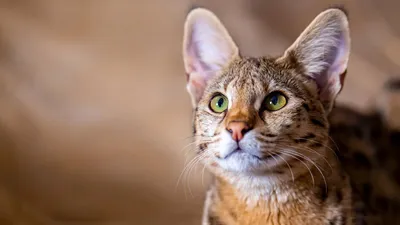 Самые популярные пушистые породы кошек