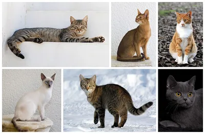 Названы все породы котов. Расшарьте. | Двач | ВКонтакте