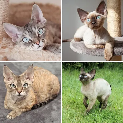 Самые красивые породы кошек- топ 10. | Чернила истории | Дзен