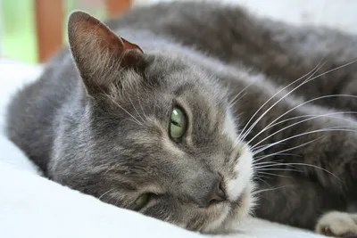 Лечение демодекоза у кошек, собак: симптомы, фото, препараты