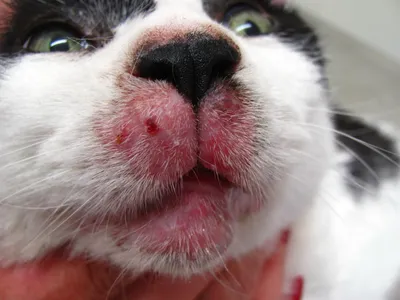 Болезни кошек - симптомы, лечение, как и чем вылечить кошку в домашних  условиях