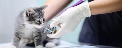 Лечение вирусных инфекций у кошек - ветклиника \"в Добрые Руки\"