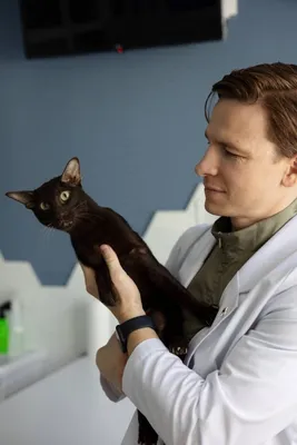 Кожные заболевания у кошек - дерматиты, лишай, демодекоз и др - YouTube