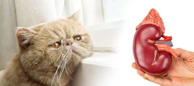 Препарат противовоспалительный для кошек Apicenna Стоп-Зуд 10мл купить по  цене 375 ₽ с доставкой в Москве и России, отзывы, фото