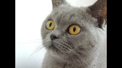 Как лечить экзему у кошек, первые симптомы болезни | KPIZ.ru