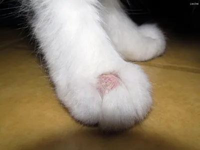 Кожные заболевания у кошек: виды, симптомы, как лечить болезни кожи