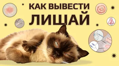Лишай у собак и кошек, диагностика и лечение в ветцентре Воронцова