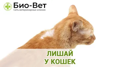 Лишай у домашних животных - Кошки обзор на Gomeovet