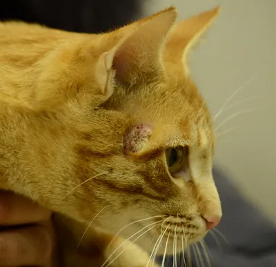 Заводчица заподозрила наличие заболевания у одной из кошек на выставке в  Пскове