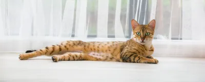 Стригущий лишай у кошек: как выглядит и чем лечить - Mimer.ru