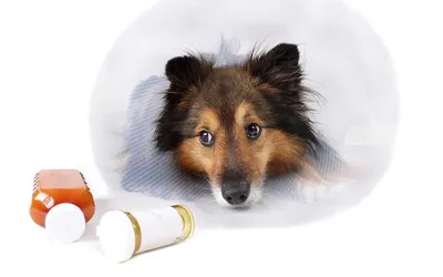 Лишай у собаки - причины возникновения, симптомы и лечение - kinolog.com.ua