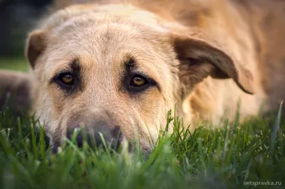 Лишай у собак: как и чем лечить, фото как выглядит, виды, что делать?