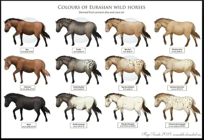 Набор породы лошадей. Иллюстрация вектора Иллюстрация вектора - иллюстрации  насчитывающей лошадь, катание: 194840567