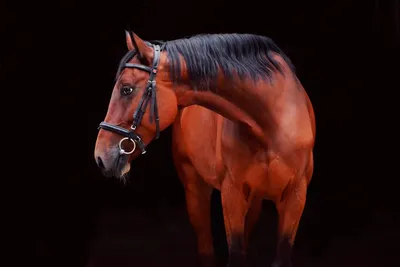 Великаны конного мира | Пикабу