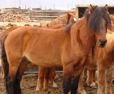 Новый тип породы лошадей вывел фермер в области Жетысу - АПК Новости