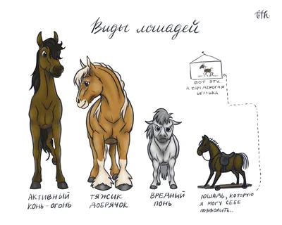 Как выбрать правильную породу лошади | ВКонтакте