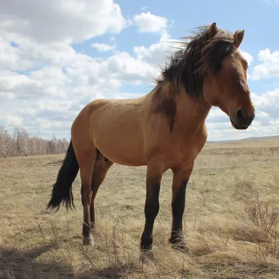 Наследие степей: какие породы лошадей должен знать каждый казахстанец