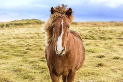 В Исландии откроют музей национальной породы лошадей (VIDEO) | New Horizons  Magazine