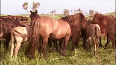 Верхово-упряжные и рысистые породы лошадей