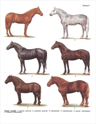 Ахалтекинская лошадь — Википедия