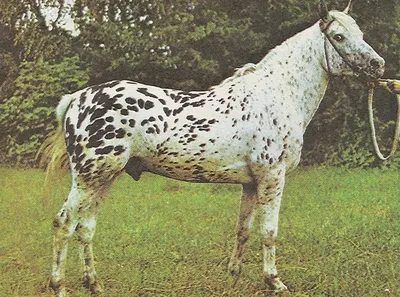 Казахские лошади Мугалжарская порода - YouTube