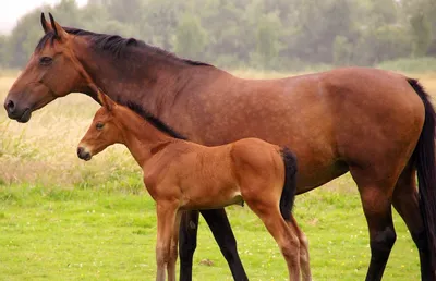 Породы лошадей выведенных в России | Компания «ВЕДА» | Дзен
