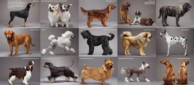 Пять пород собак, которым можно плести косички! | МанкиБлог | Дзен