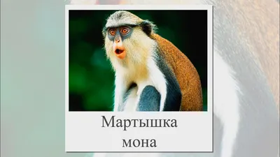 Виды обезьян фото и названия. - YouTube