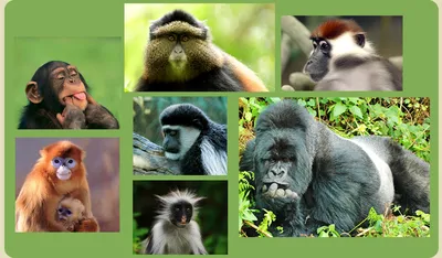 Планета обезьян. Уганда